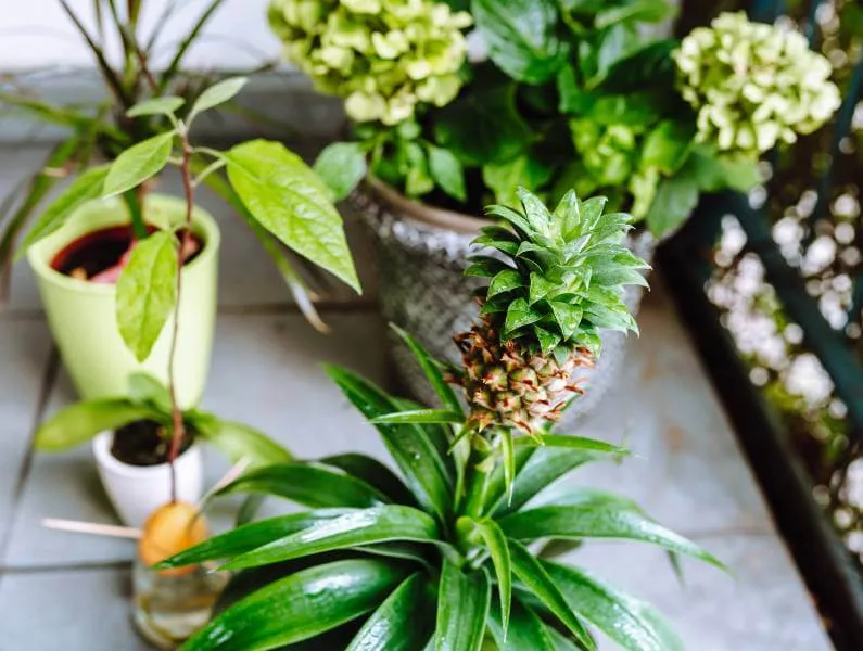 plants