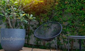 lanscaping expert dubai