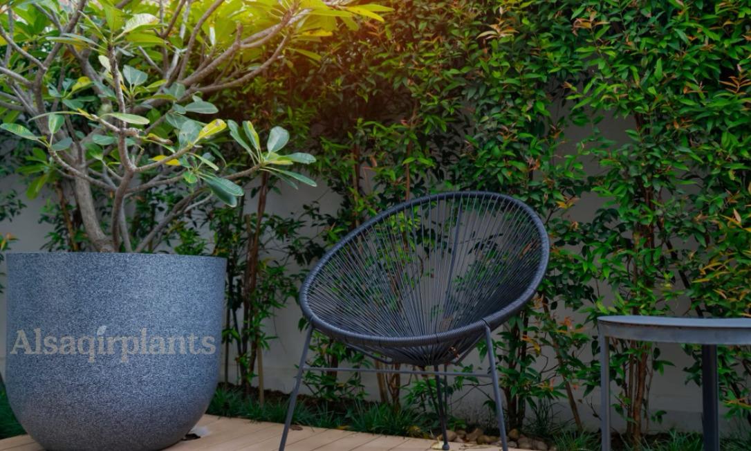 lanscaping expert dubai