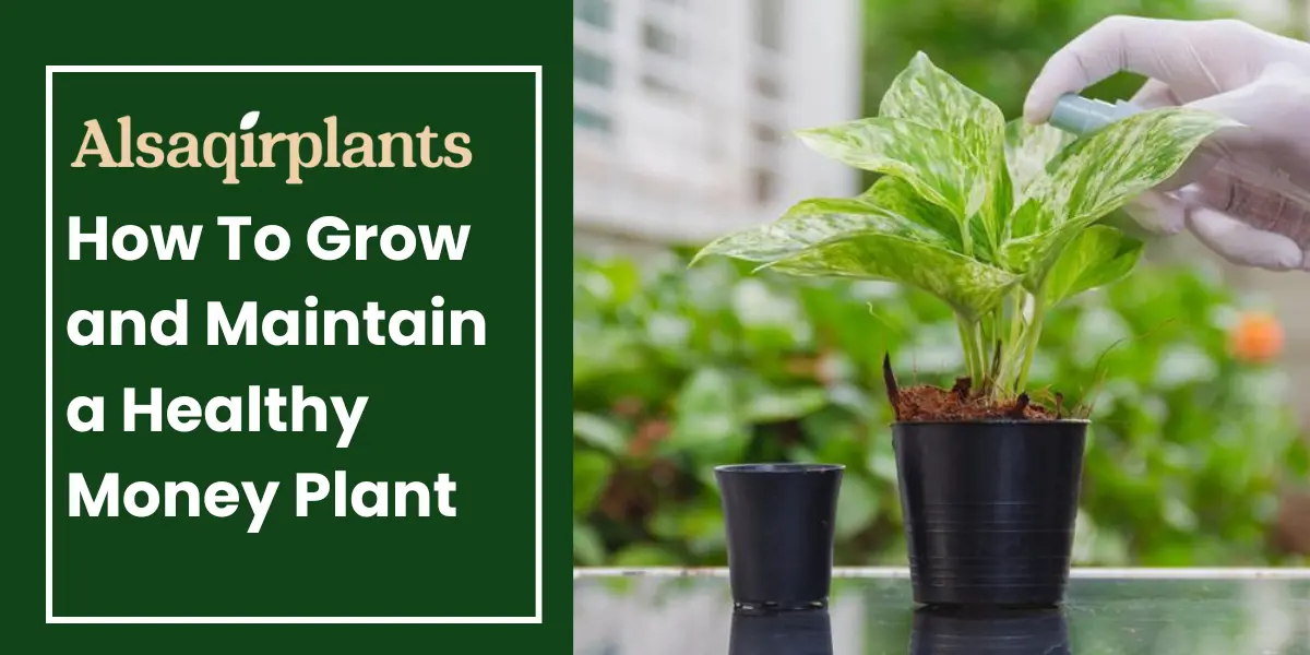 How To Grow and Maintain a Healthy Money Plant