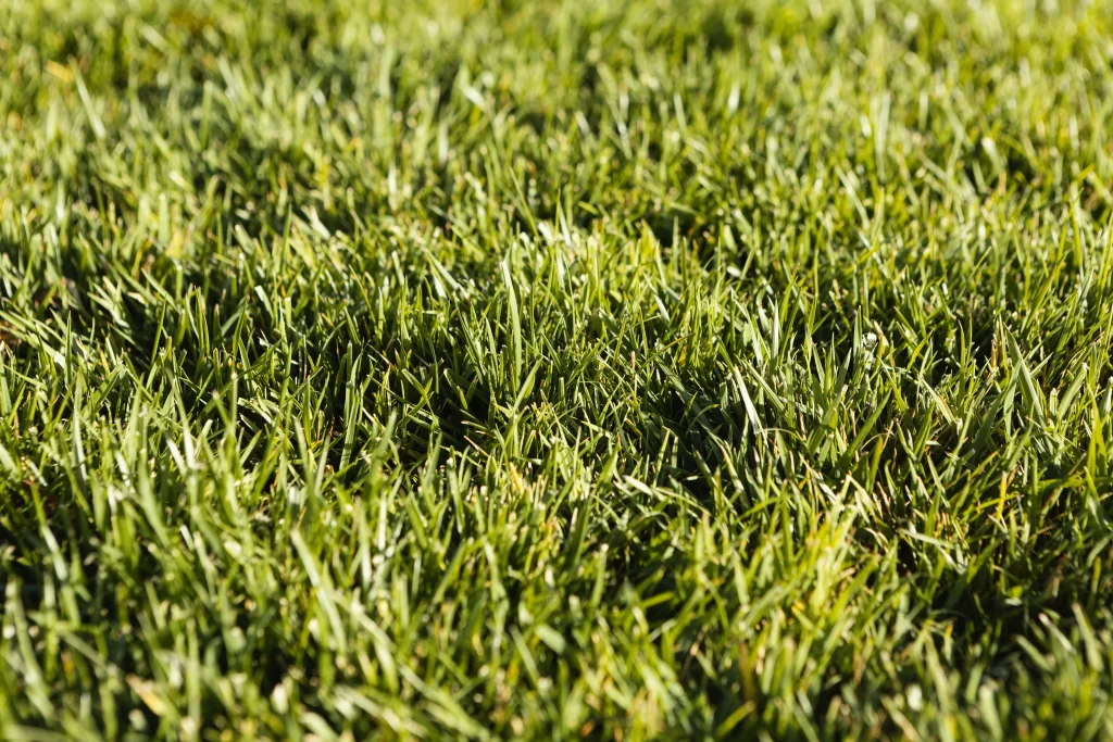 artificial grass