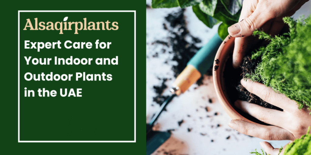 Expert Care for Your Indoor and Outdoor Plants in the UAE