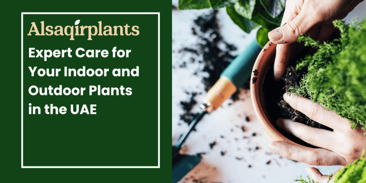 Expert Care for Your Indoor and Outdoor Plants in the UAE