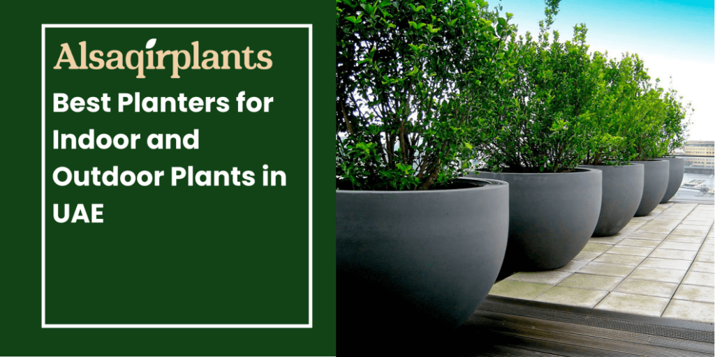 Best Planters for Indoor and Outdoor Plants in UAE