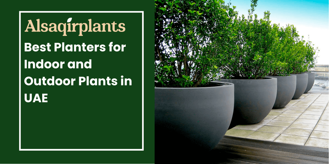 Best Planters for Indoor and Outdoor Plants in UAE