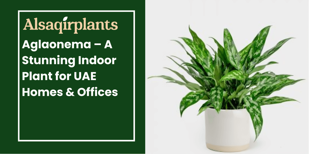 Aglaonema – A Stunning Indoor Plant for UAE Homes & Offices