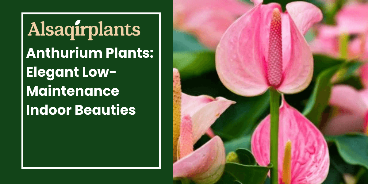 Anthurium Plants_ Elegant Low-Maintenance Indoor Beauties