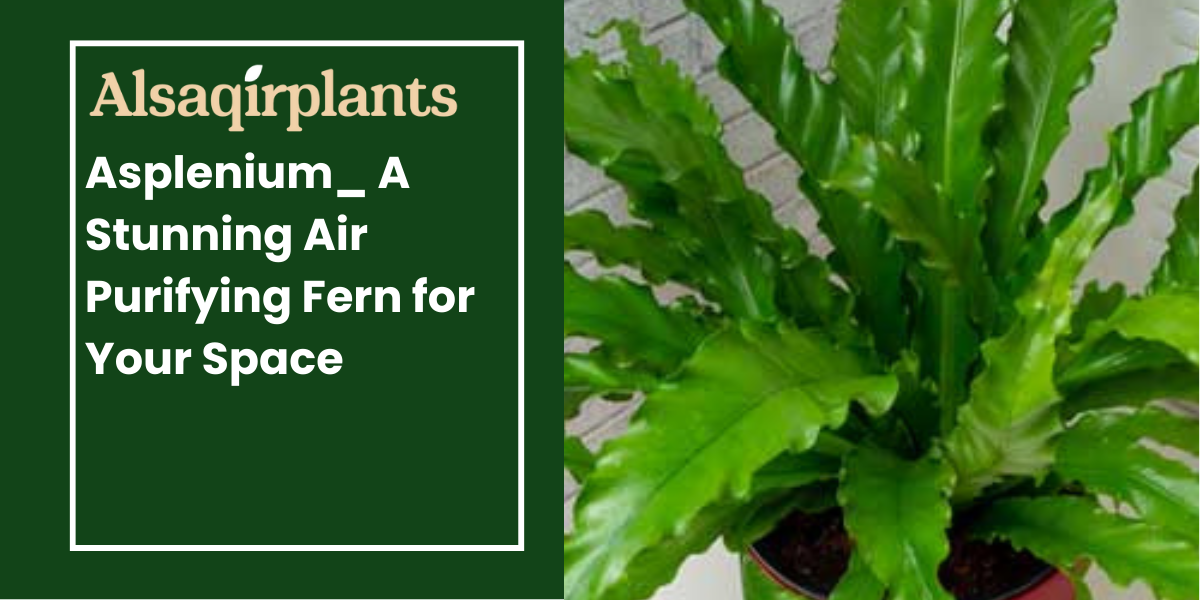 Asplenium A Stunning Air Purifying Fern for Your Space