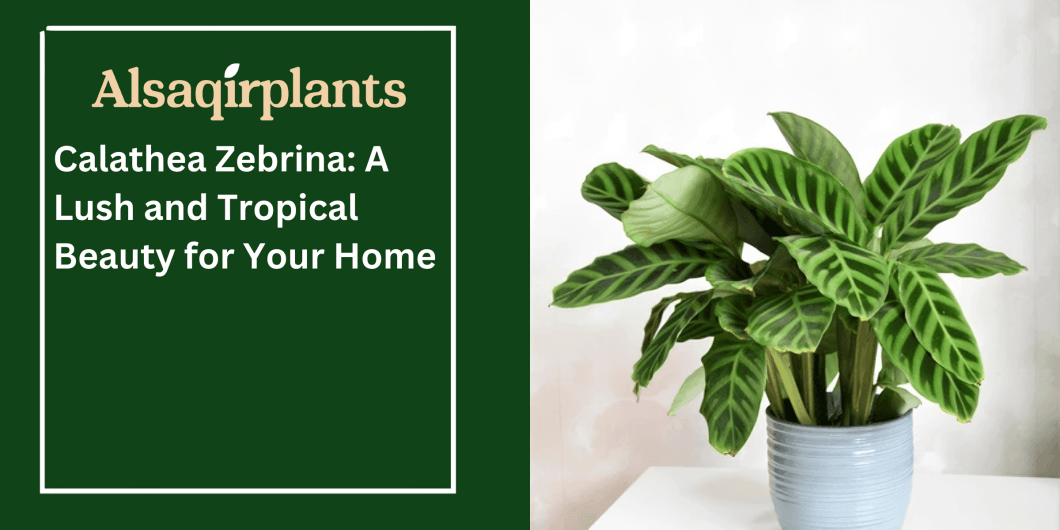 Calathea Zebrina A Lush and Tropical Beauty for Your Home