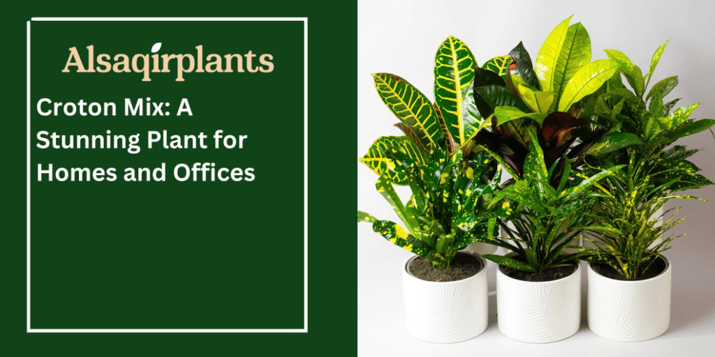 Croton Mix A Stunning Plant for Homes and Offices