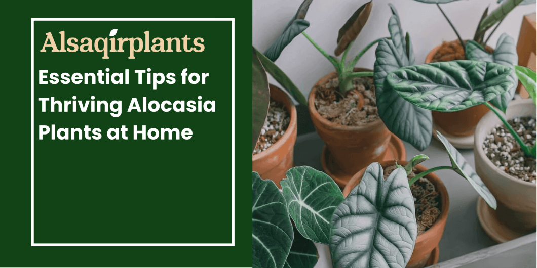 Essential Tips for Thriving Alocasia Plants at Home
