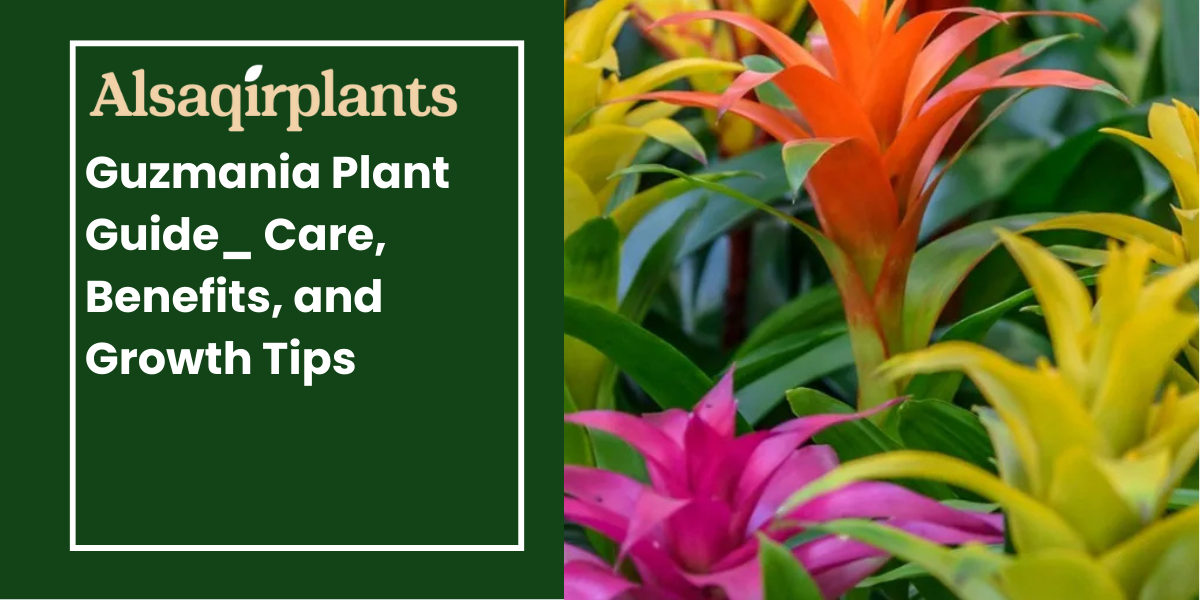 Guzmania Plant Guide_ Care, Benefits, and Growth Tips