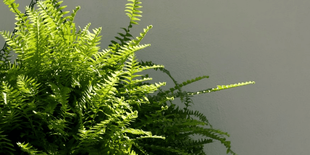 Nephrolepis Fern: Lush Greenery & Natural Air Purifier