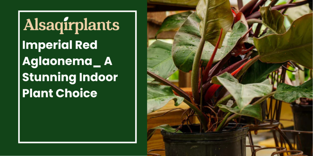 Imperial Red Aglaonema_ A Stunning Indoor Plant Choice