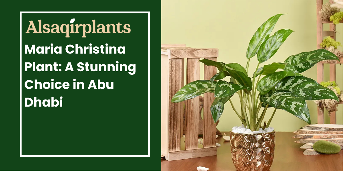 Maria Christina Plant A Stunning Choice for Landscaping in Abu Dhabi