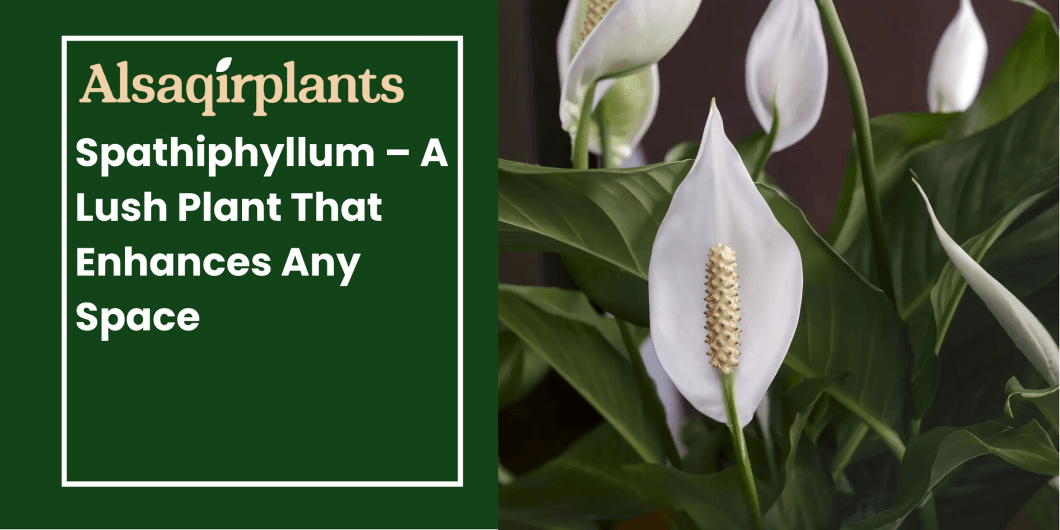 Spathiphyllum A Lush Plant That Enhances Any Space