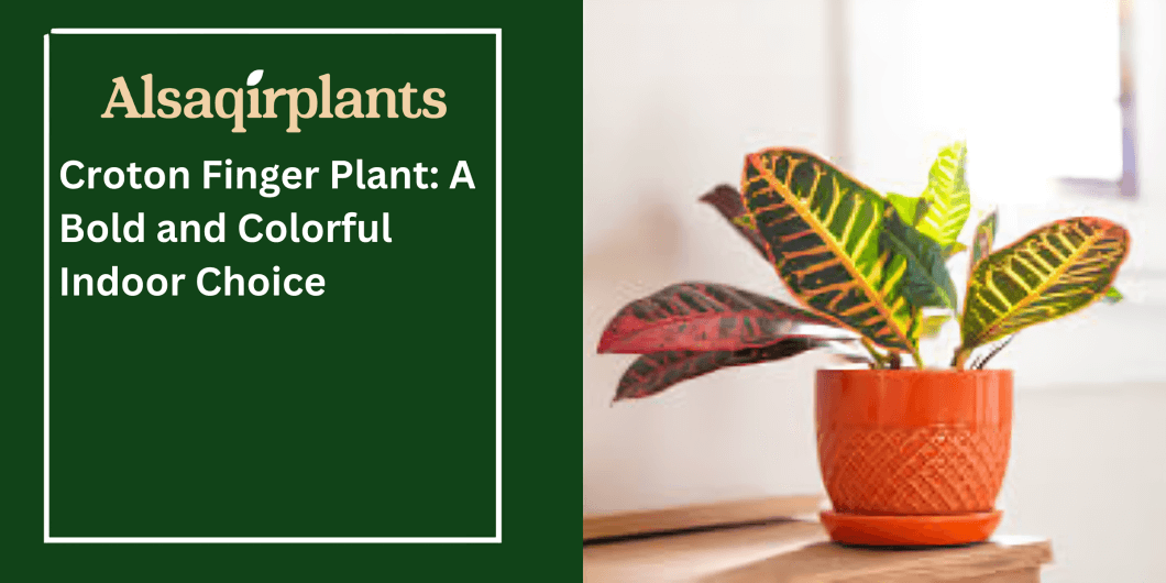 Croton Finger Plant A Bold and Colorful Indoor Choice