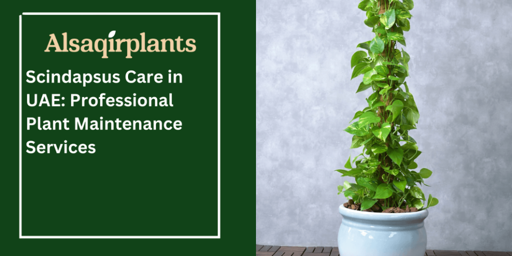 Scindapsus Care in UAE Professional Plant Maintenance Services