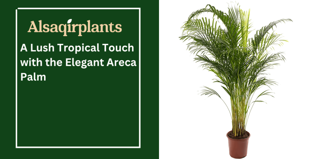 A Lush Tropical Touch with the Elegant Areca Palm
