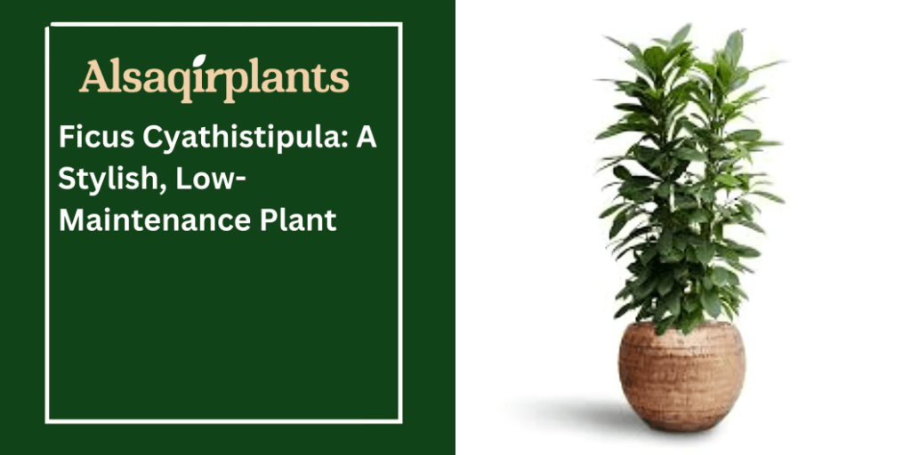 Ficus Cyathistipula A Stylish, Low-Maintenance Plant