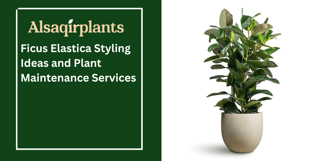 Ficus Elastica Styling Ideas and Plant Maintenance Services