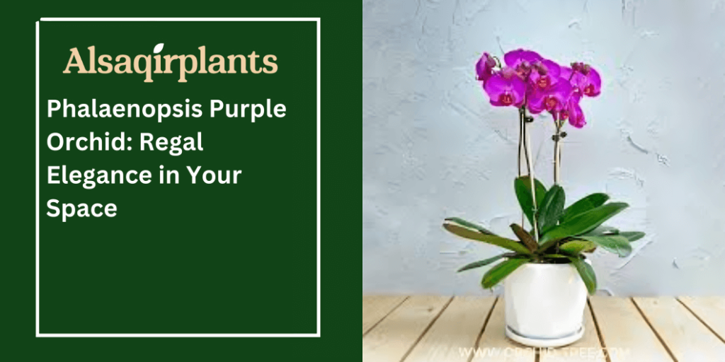 Phalaenopsis Purple Orchid Regal Elegance in Your Space