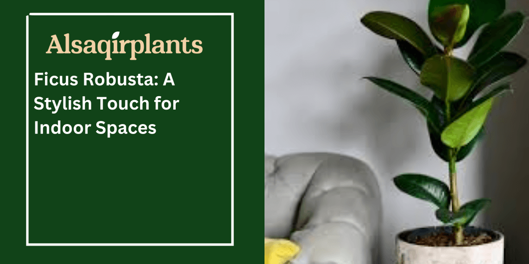 Phalaenopsis White Orchid for Elegant Indoor Decor