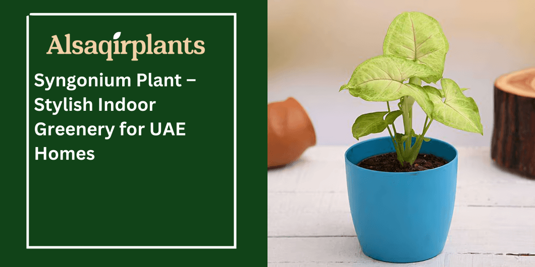 Syngonium Plant Stylish Indoor Greenery for UAE Homes