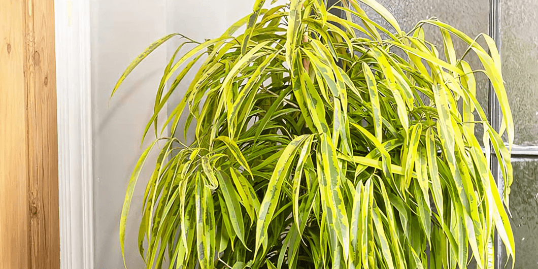 Ficus Alii: The Stylish Indoor Tree for Modern Spaces - Al Saqir Plants
