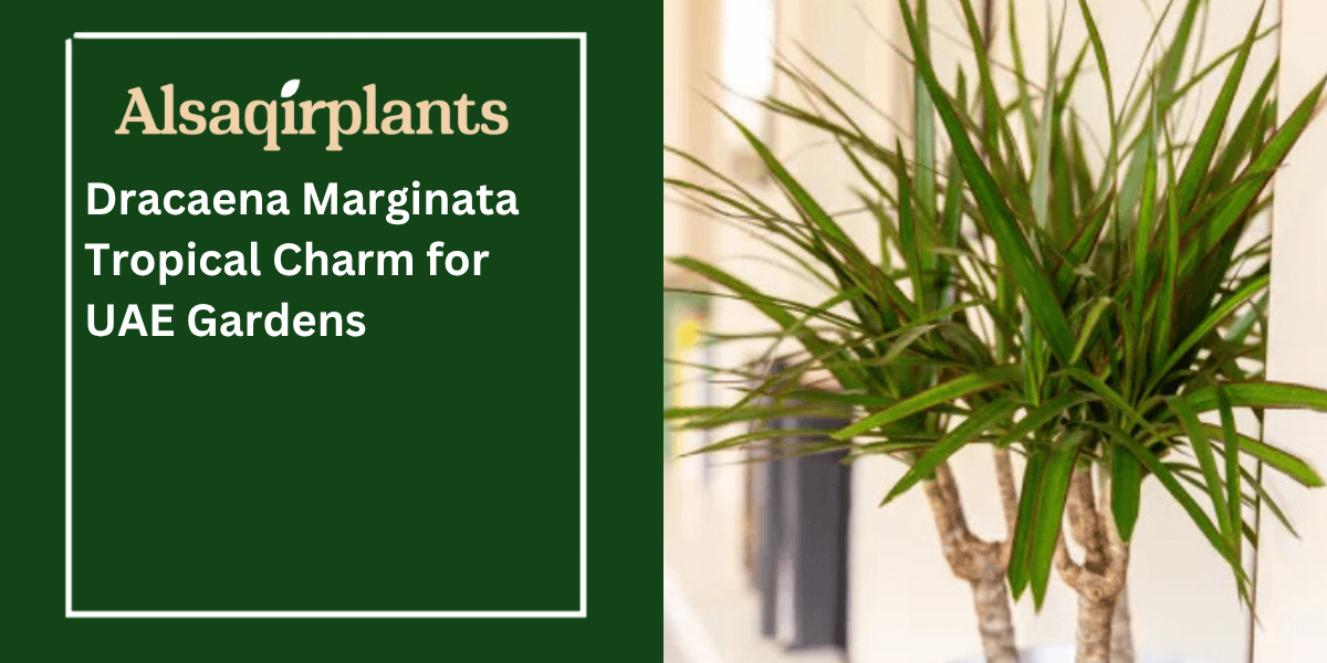 Dracaena Massangeana The Ideal Plant for Modern Spaces