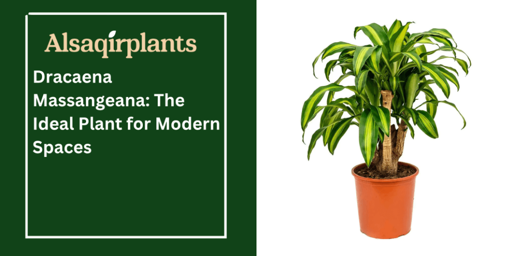 Dracaena Massangeana The Ideal Plant for Modern Spaces