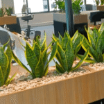 Benefits of Low-Maintenance Office Plants