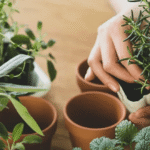 Tips for Keeping Office Plants Healthy