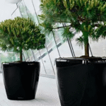 Where to Buy Low-Maintenance Office Plants in the UAE