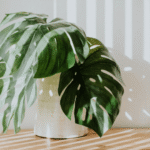 Artificial Plants The Maintenance-Free Choice