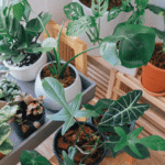 Choosing the Right Indoor Plants