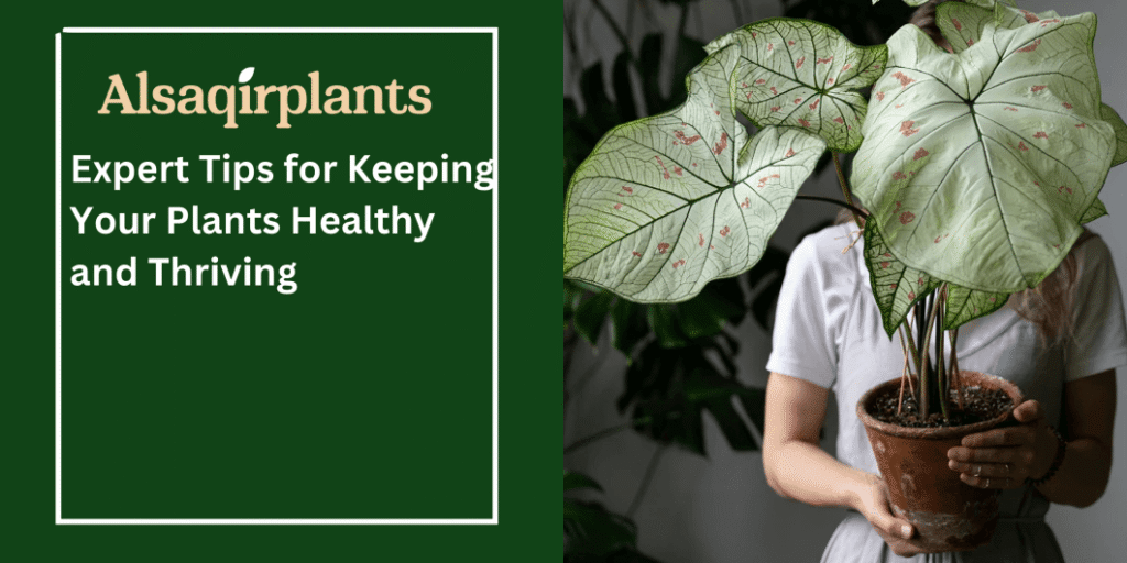 Expert Tips for Keeping Your Plants Healthy and Thriving
