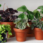 How Indoor Plants Enhance Air Quality and Well-Being