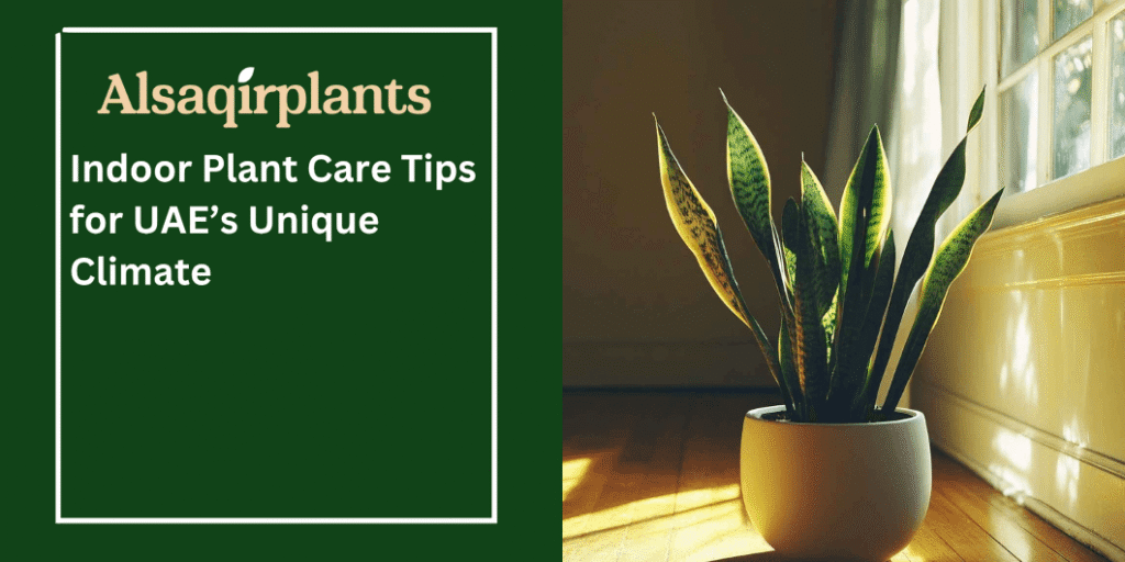 Indoor Plant Care Tips for UAE’s Unique Climate