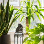 Light and Placement Guidance