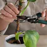 Plant Maintenance – Care Tips for Growth