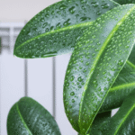 The Role of Modern Green Touch