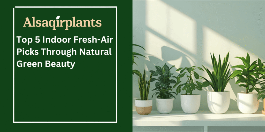 Top 5 Indoor Fresh Air Picks Through Natural Green Beauty (1)