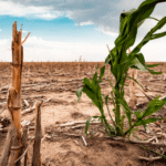 Understanding the UAE Climate