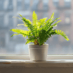 Why Indoor Green Beauty Matters