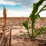 Understanding UAE Climate Challenges