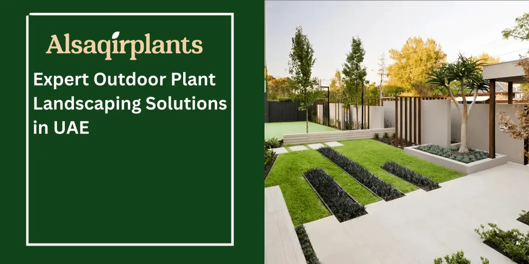Expert Outdoor Plant Landscaping Solutions in UAE
